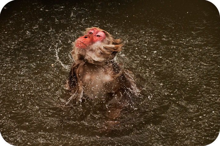 snow_monkey